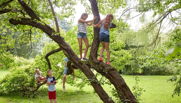 children playing in tree- social awareness